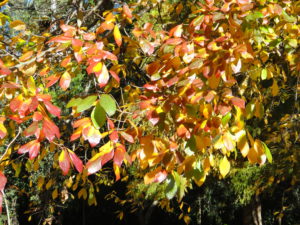 Image of autumn leaves, black tupelo tree