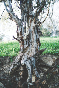 Image of old tree with roots semi-exposed