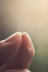 Closeup image of two fingers holding mustard seed