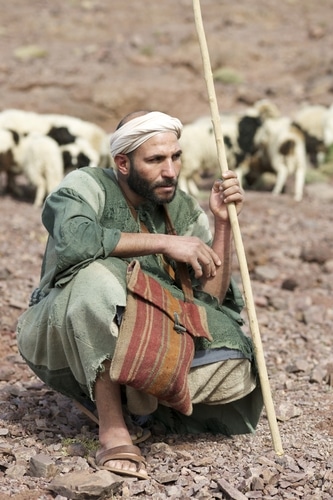 Shepherd squats in foreground, sheep in background