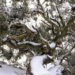 Image of snow gum in Victorian high country, Australia