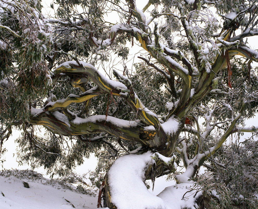 Image of snow gum in Victorian high country, Australia