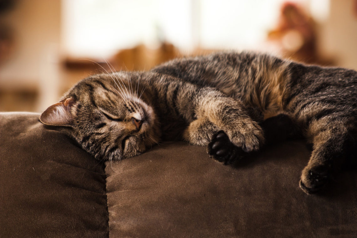 Image of sleeping cat on brown sofa