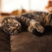 Image of sleeping cat on brown sofa