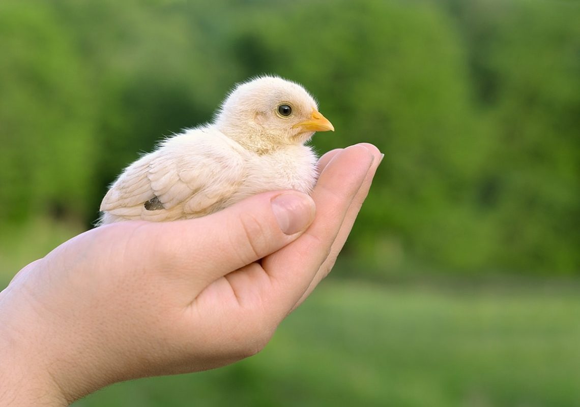 Baby chick on a human palm closeup, on blurred background