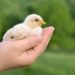 Baby chick on a human palm closeup, on blurred background