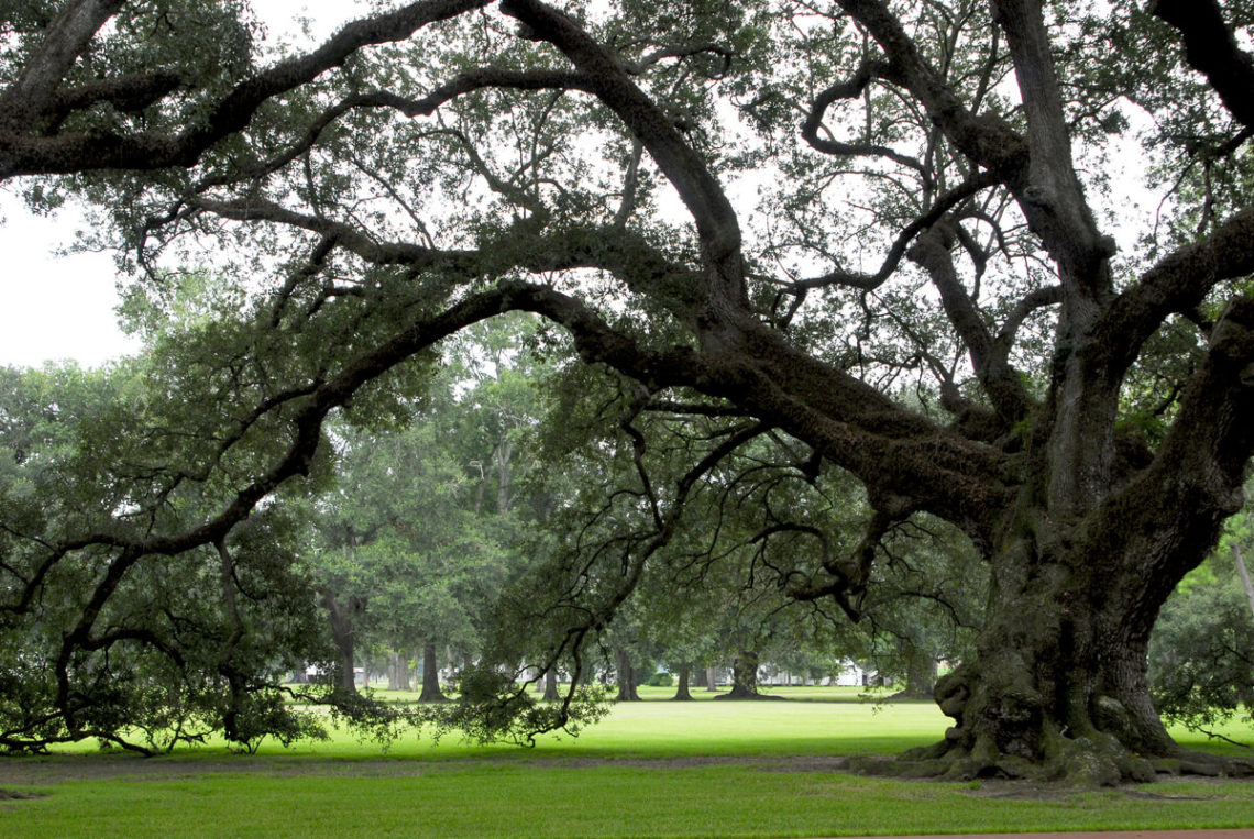 Image of old spreading oak tree