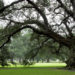 Image of old spreading oak tree